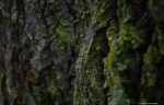 mossy_bark_by_windsormagistus-d7kw14i